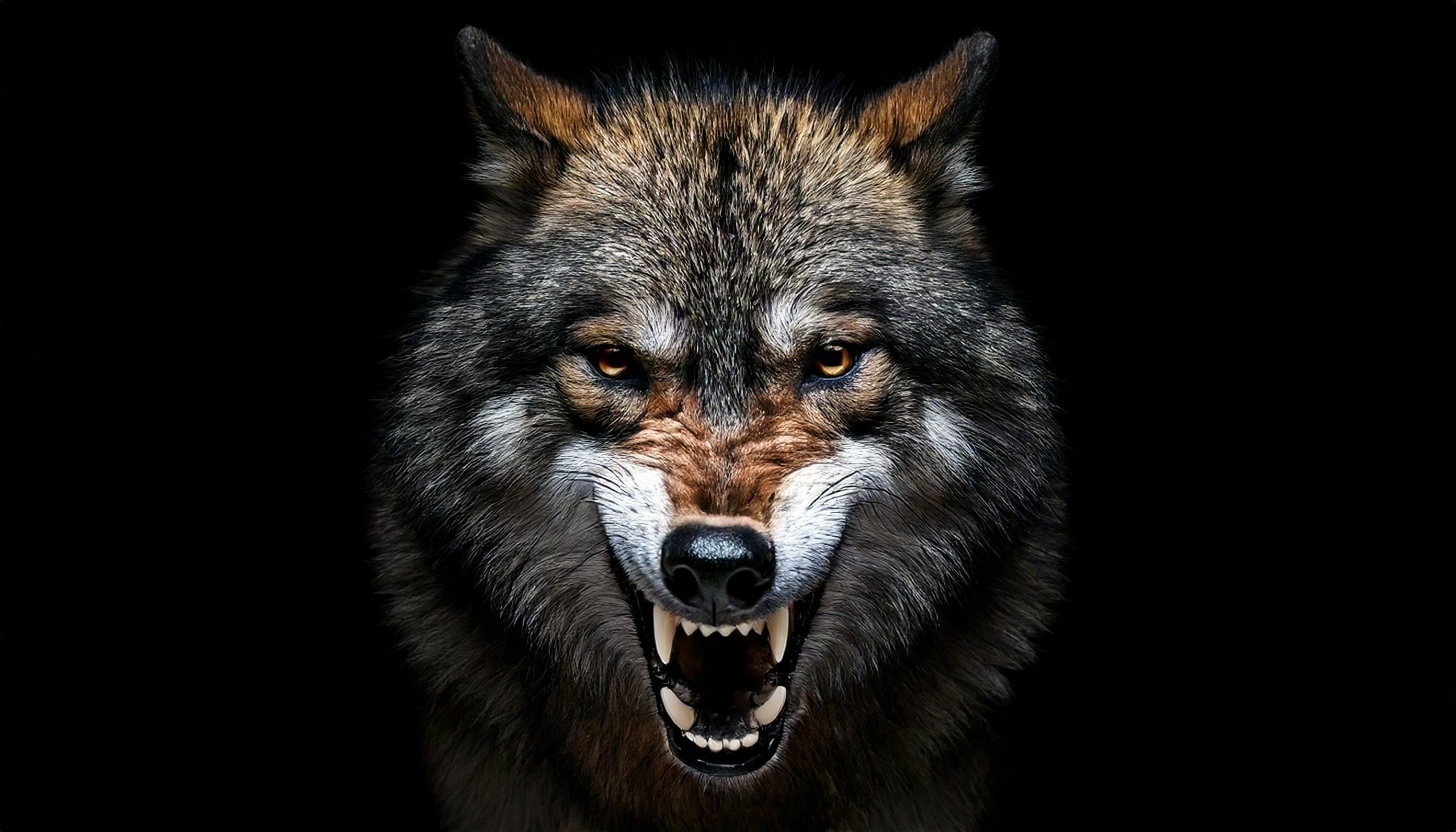 The muzzle of an evil wolf on a black background